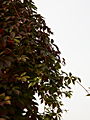 Parthenocissus quinquefolia IMG_1019 Winobluszcz pięciolistkowy